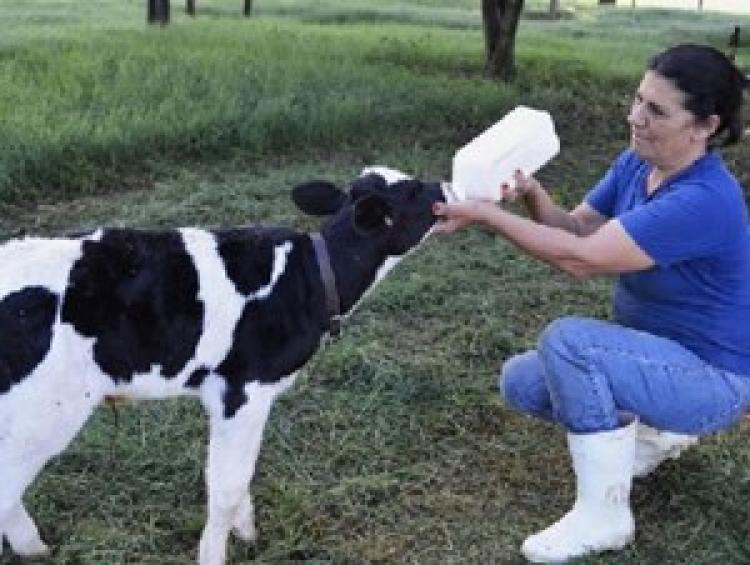 Imagem 83 - Menos medicamentos na pecu&aacute;ri...