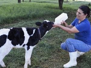 Imagem 83 - Menos medicamentos na pecu&aacute;ri...