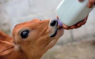 Imagem 87 - Como antecipar a idade de parto das ...
