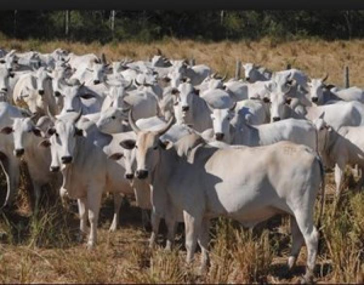 Imagem 89 - Abate de f&ecirc;meas deve aumentar ...